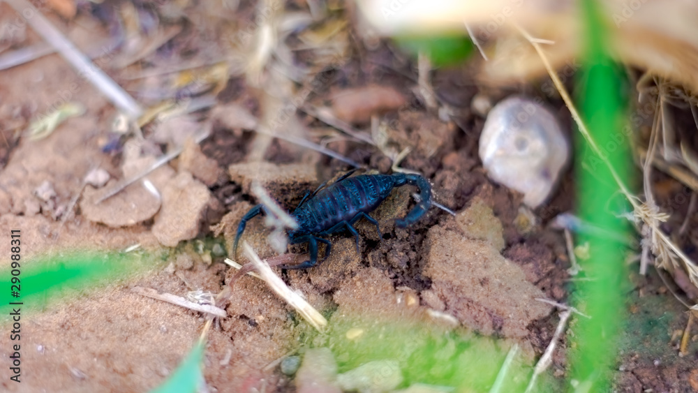 scorpion scorpion