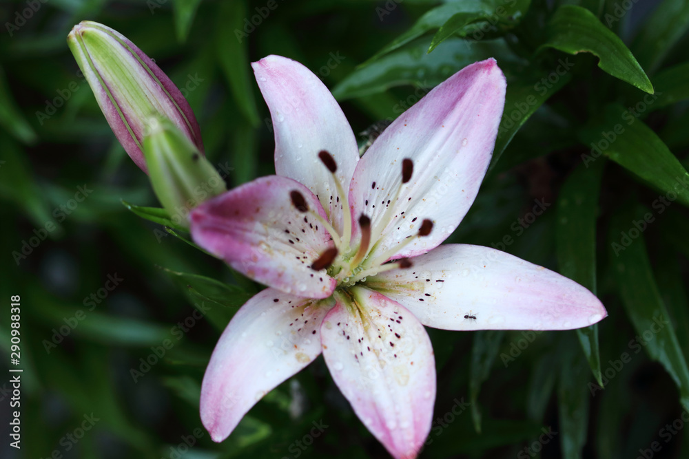 Fototapeta premium Asiatic Lilies are real summer flowering bulbs