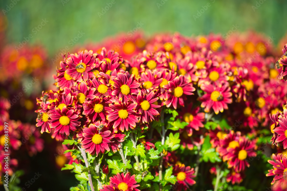 Obraz premium Beautiful Chrysanthemums in garden. Flowers as background picture. Chrysanthemum wallpaper. Japanese style. Autumn garden of chrysanthemums.