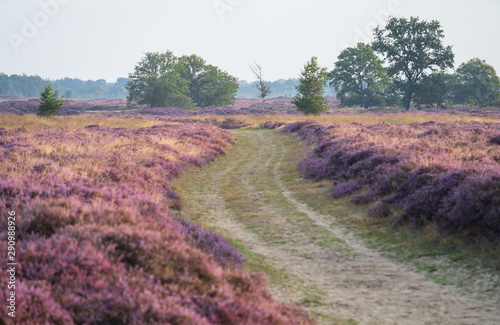Path in the Dutch heath landscape with flowering heather. Drenthe  the Netherlands.