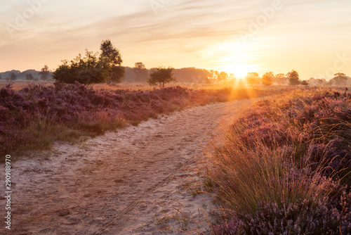 Colorful sunrise over the Dutch heath landscape with flowering heather. Drenthe, the Netherlands.