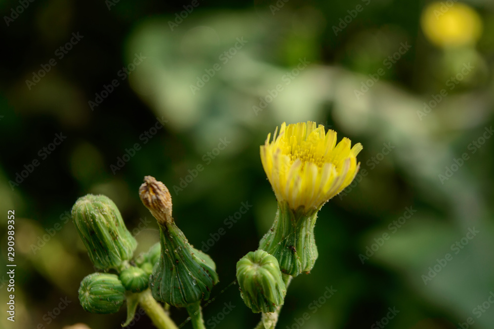 Beautiful indian yellow flower on field at evening cover up with spider web. Beautiful indian yellow flower on field at evening cover up with spider web.