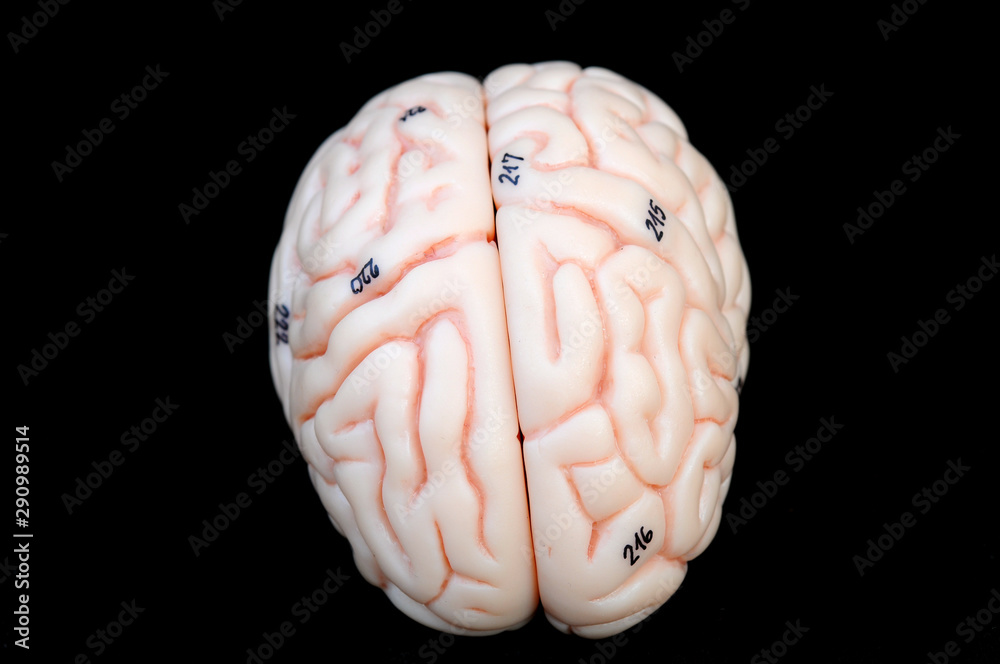 human brain anatomy model