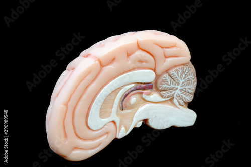 human brain anatomy model