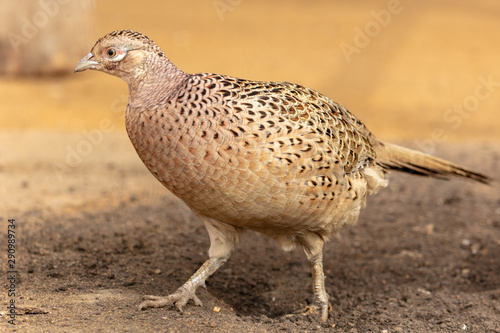 Portrait of a female pheasant in a zoo