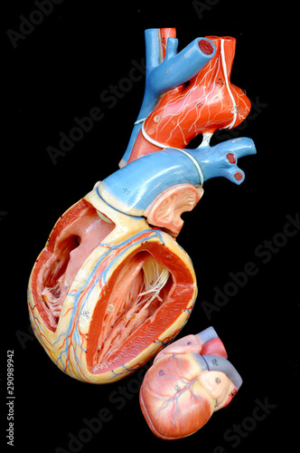 human heart anatomy model