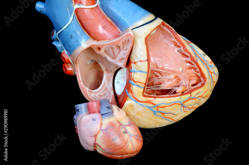 human heart anatomy model