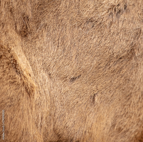 Skin of a deer as an abstract background