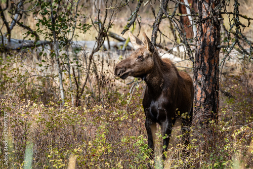 Young Moose In The Forest. photo