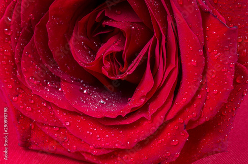Flower  rose  red  water drops  waves of the petals.