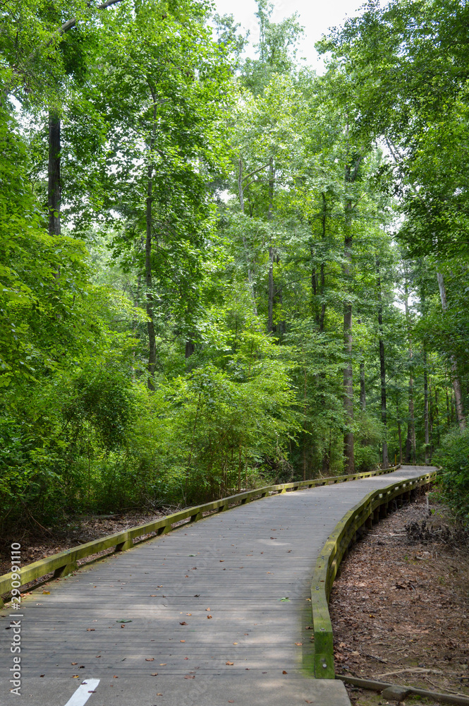 Fototapeta premium long boardwalk leading through dense south carolina forest