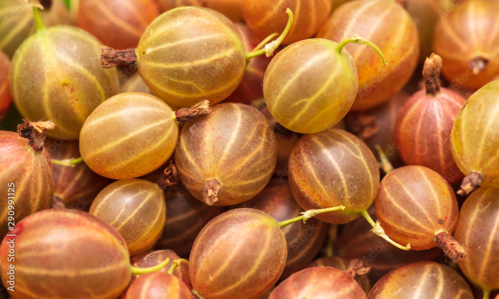 Obraz premium Ripe gooseberries as a background