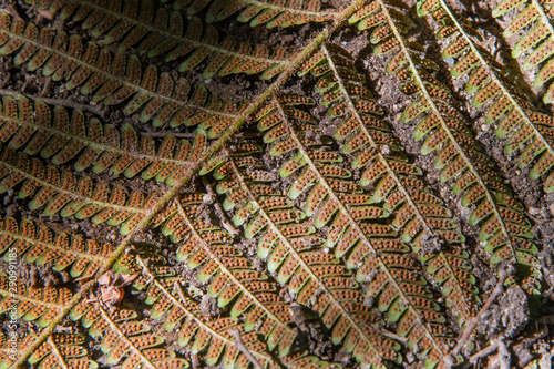 Spores on the underside of a bracken frond