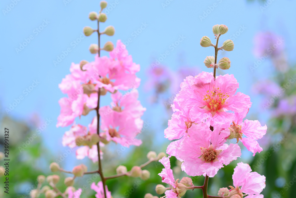 Beautiful Lagerstroemia Pink Flowers in the Background Nature Beautiful Lagerstroemia Pink Flowers in the Background Nature