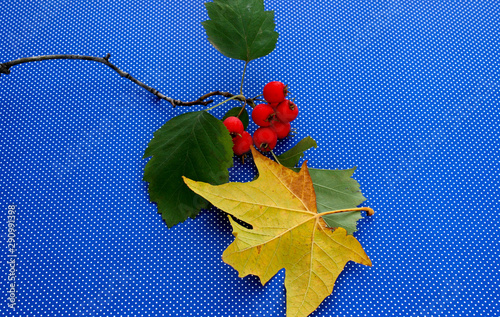 red berries tree an maple leaf photo