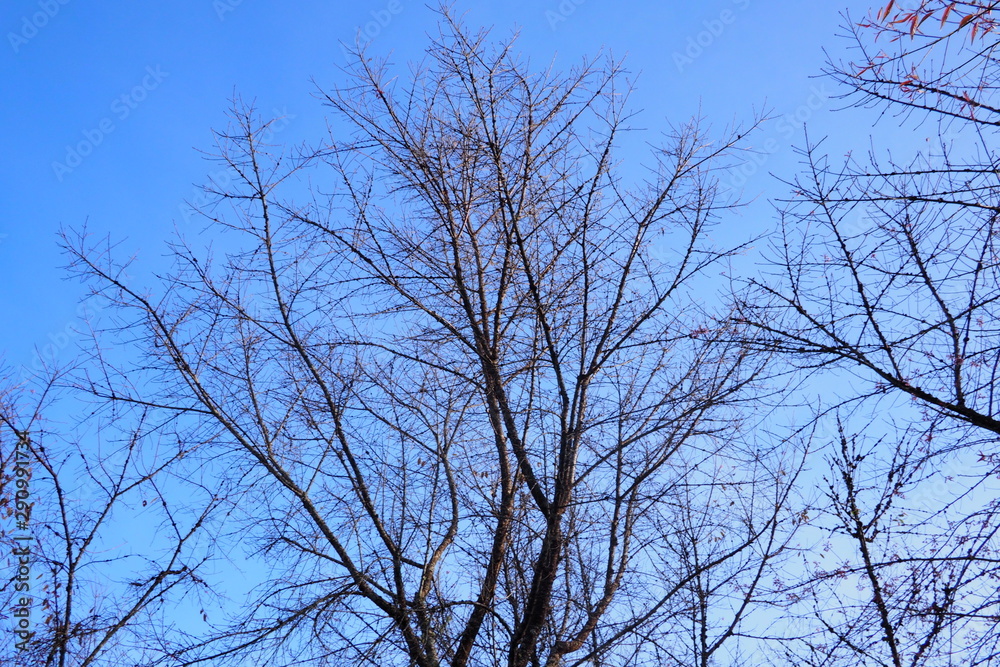 branches of the tree without leaves have a background in the blue sky branches of the tree without leaves have a background in the blue sky