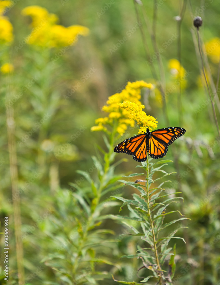 A monarch butterfly rests on a yellow flower in a forest preserve A monarch butterfly rests on a yellow flower in a forest preserve