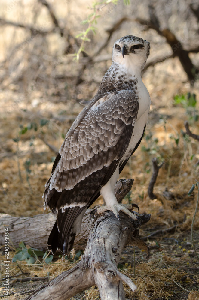 Aigle martial, Polemaetus bellicosus, Martial Eagle Aigle martial, Polemaetus bellicosus, Martial Eagle
