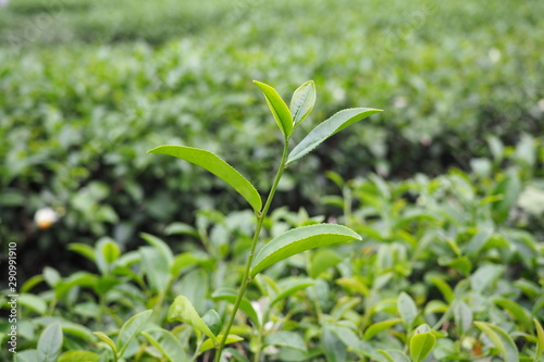 Growing tea leaves in tea plantation