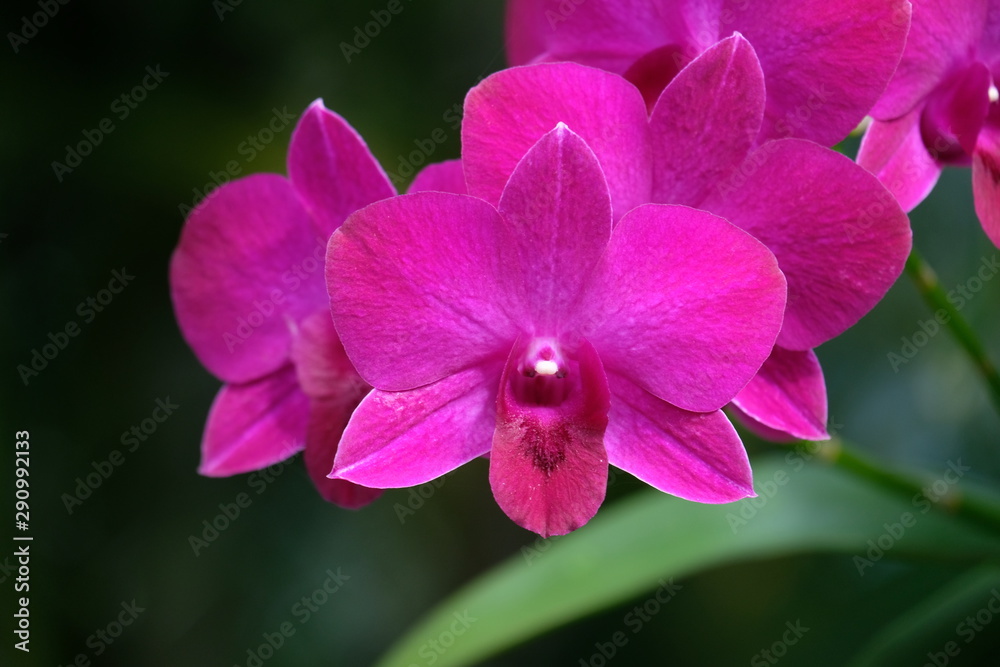 orchids flower on green blur background, orchids flower blooming. orchids flower on green blur background, orchids flower blooming.