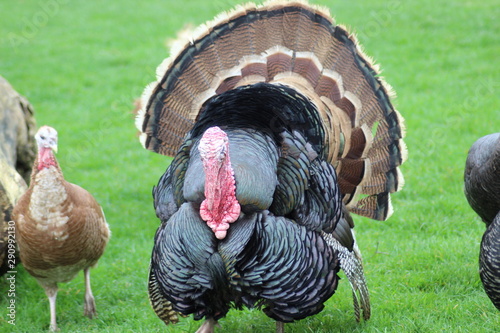 Male turkey displaying feathers with female turkey