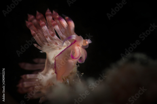 Nudibranch Coryphellina rubrolineata. Underwater macro photography from Lembeh Strait, Indonesia  © Oksana