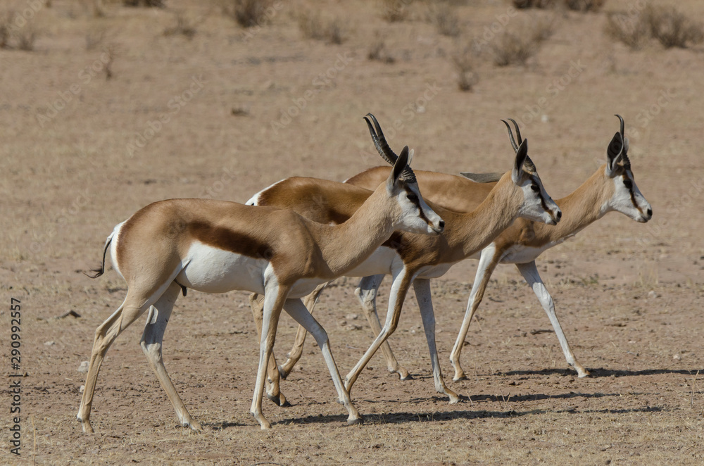 Springbok, Antidorcas marsupialis, Afrique du Sud Springbok, Antidorcas marsupialis, Afrique du Sud