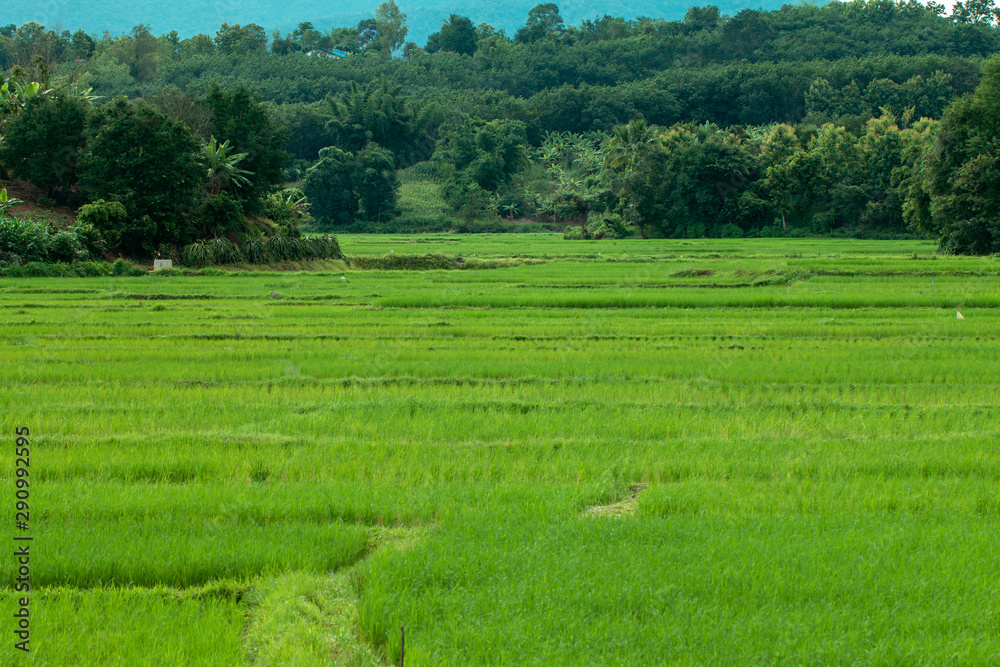 Rice terrace and mountains, green rice paddy in field on NarHeaw, Loei Thailand Rice terrace and mountains, green rice paddy in field on NarHeaw, Loei Thailand