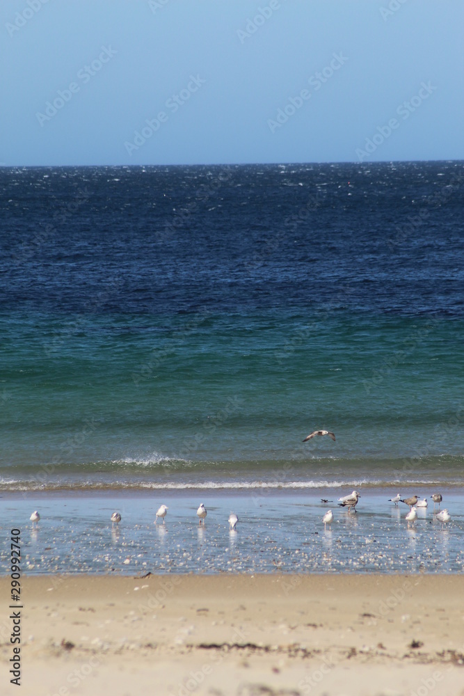 Cornish beach in summertime with birds feeding