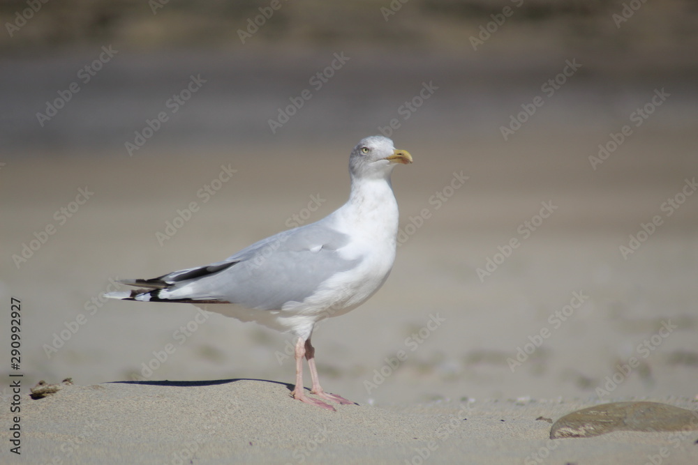 Herring gull, seagull walking across cornish beach Herring gull, seagull walking across cornish beach