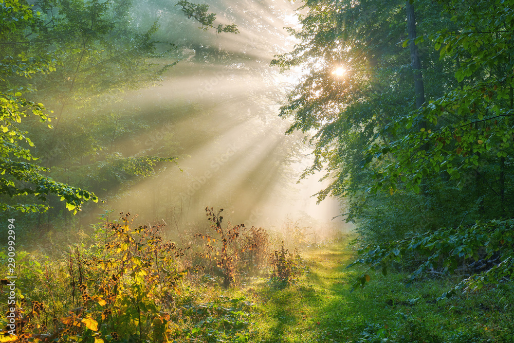 Obraz premium Beautiful morning in the forest