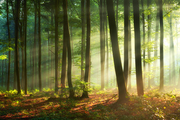 Foto auf Leinwand Schlafzimmer Schönen Morgen im Wald  © Piotr Krzeslak