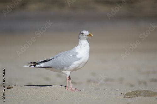 Herring gull, seagull walking across cornish beach