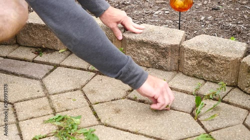 Man pulling weeds with hands from between the cracks in a patio, 60fps.