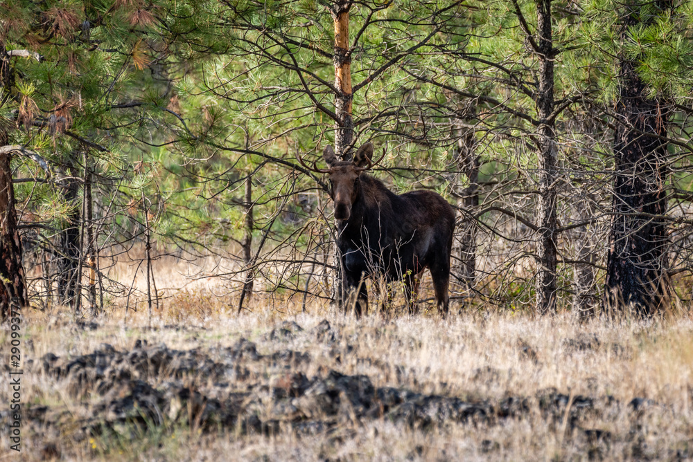 Bull Moose In The Forest Bull Moose In The Forest
