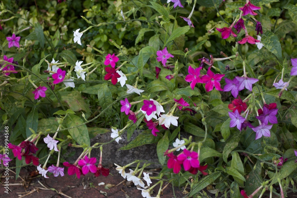 Nicotiana in assorted pretty colours with foliage Nicotiana in assorted pretty colours with foliage