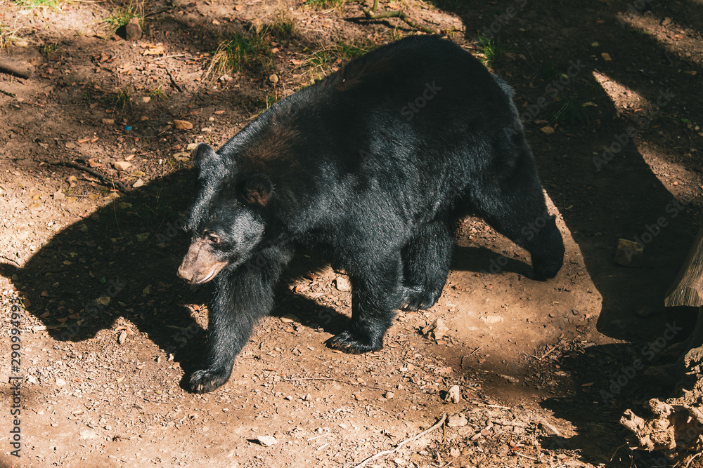 Fototapeta premium bär, tier, black, säugetier, natur, wild lebende tiere, wild, tierpark, fell, black bear, braun, fleischfresser, tier, braunbär, big, bär, raubtier, wald, gross, grizzly, dangerous, sonne