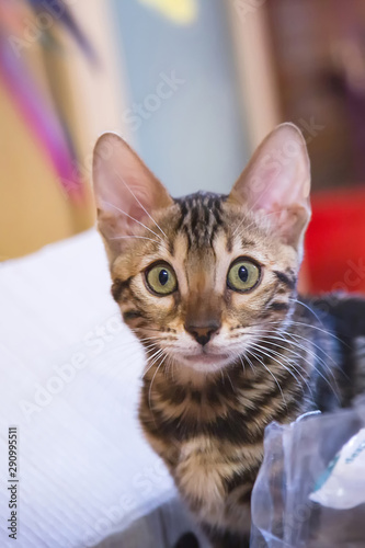Photo of a purebred tabby and spotted bengal cat lying and looking forward in an apartment