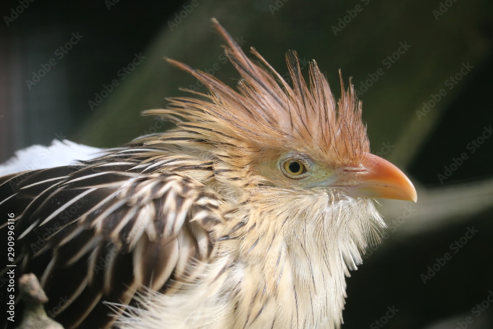 Fototapeta premium Head of a shaggy guira cuckoo with a funny crest in side view
