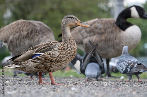 Female mallard duck (anas platyrhynchos) in side view standing in front of several pigeons and geese