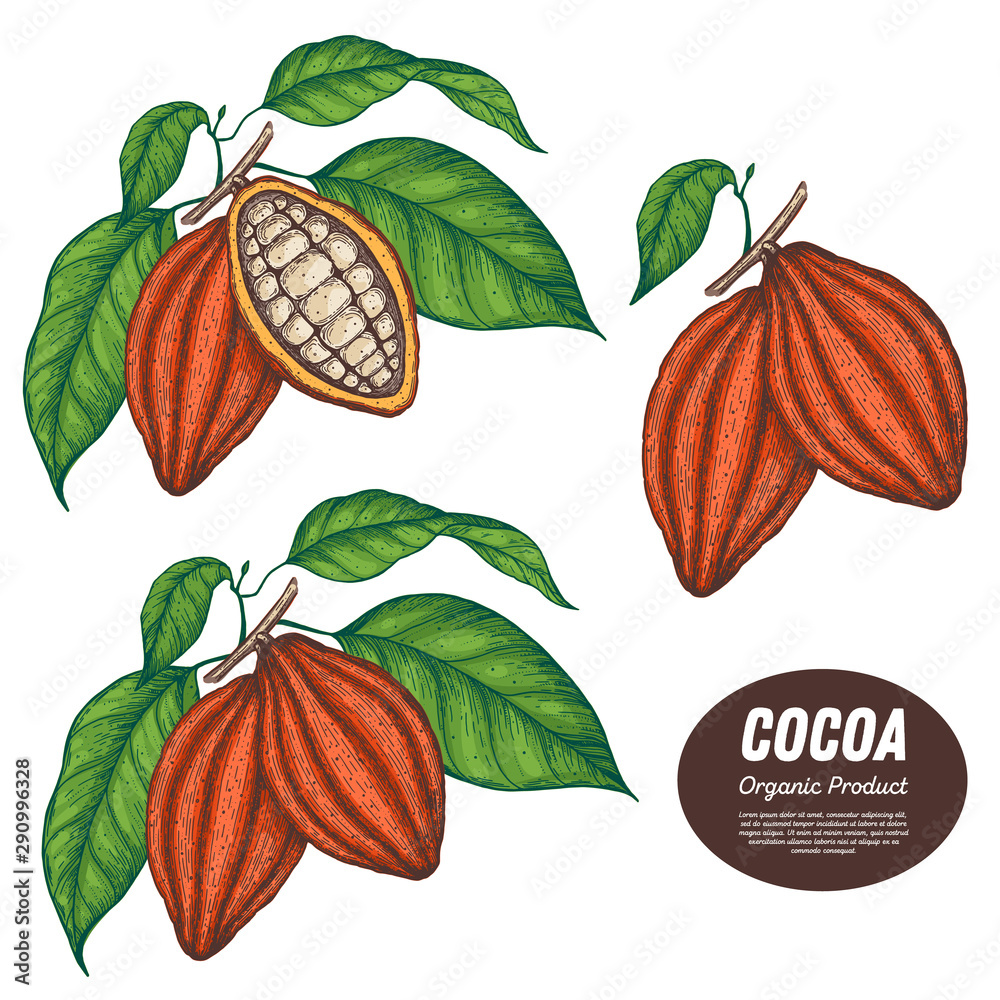 Cocoa beans vector illustration. Hand drawn. Chocolate design