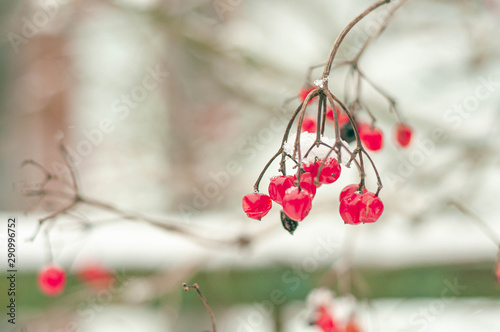 Red branch of viburnum in a snowy 