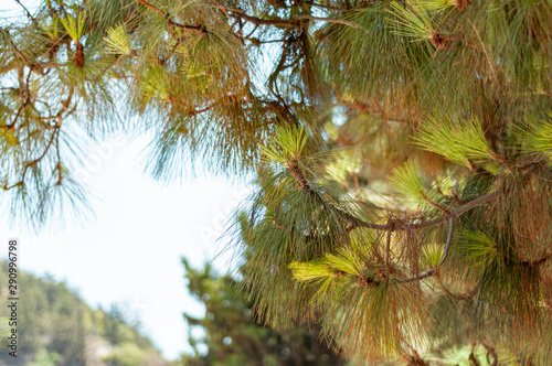 Conifer on the sky background