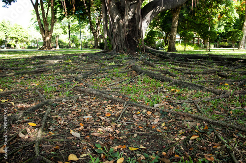 big tree and surface roots up in lawn in the park