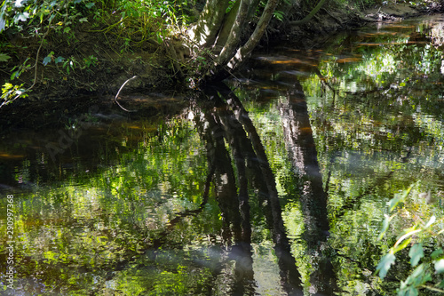 Reflections of trees in the River Camel  Cornwall
