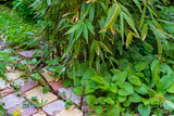 Bamboo shoots bamboo Phyllostachys aureosulcata grow among seams decorative tiles. Close-up. Pointed trunks grow vertically upward or slight angle. Delicate bamboo shoots are eaten.