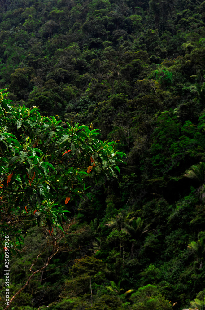 Bosques Bosques