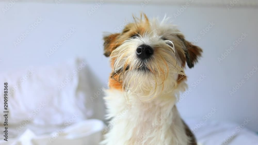 Pretty jack russel terrier sitting on bad in loft room fun animals Pretty jack russel terrier sitting on bad in loft room fun animals