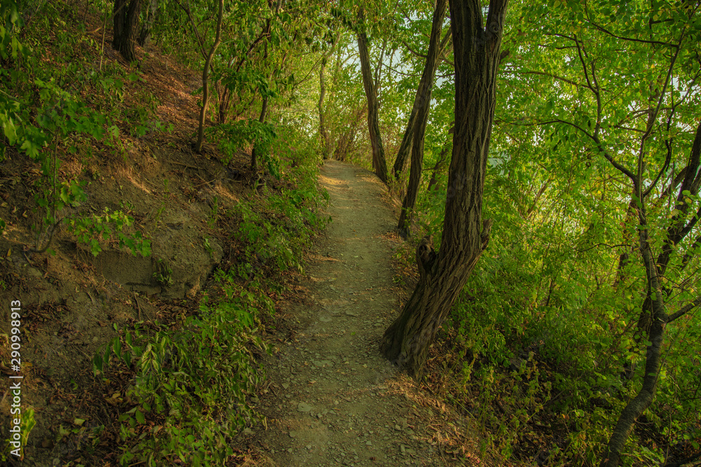 Fototapeta premium summer park green foliage scenic natural environment with narrow trail between trees 