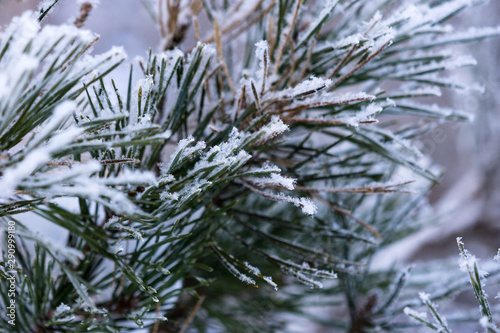 snow covered fir branches